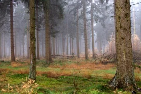 Fog in forest Stock Photos