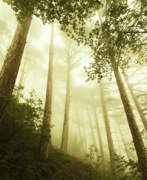 Fog in a forest Stock Photos