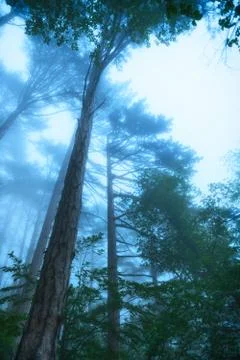 Fog in a forest 스톡 사진