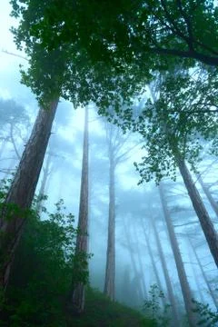 Fog in a forest Stock Photos