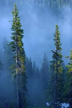 Fog in forest. Foto stock