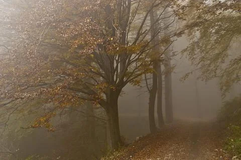 Fog in the forest Foto stock
