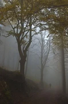 Fog in the forest Stock Photos