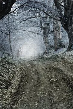 Fog in the forest Stock Photos