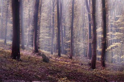 Fog in the forest Stock Photos