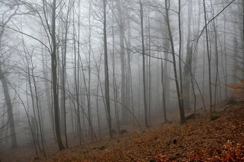 Fog in the forest Stock Photos