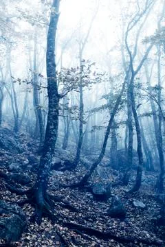 Fog in the forest Stock-Fotos