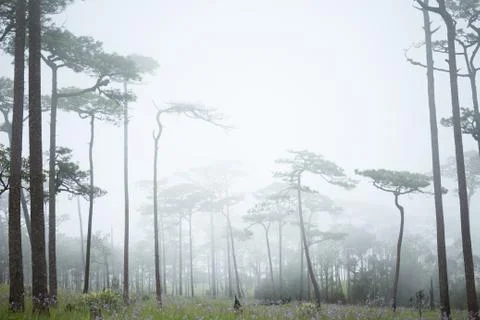 Fog in forest Stock Photos