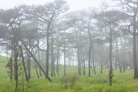Fog in forest Stock Photos
