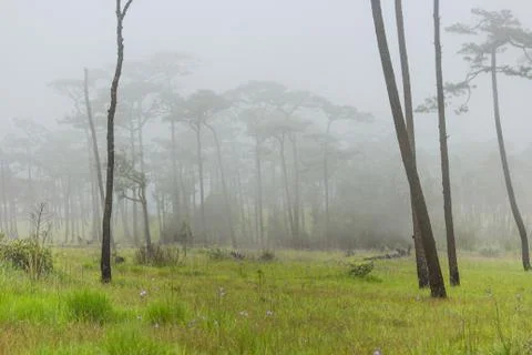 Fog in forest Stock Photos