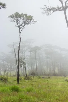Fog in forest Stock Photos