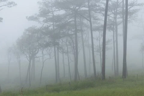 Fog in forest Stock Photos