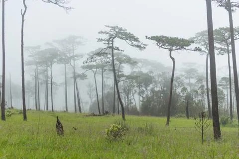 Fog in forest Stock Photos
