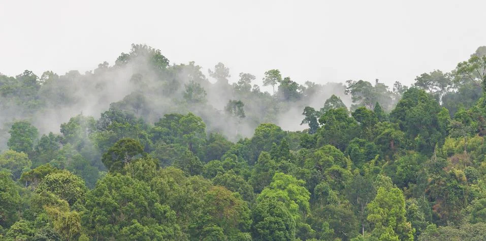 Fog in forest Stock Photos
