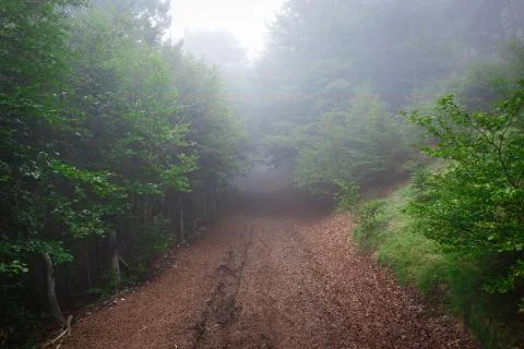 Fog in the forest Stock-Fotos