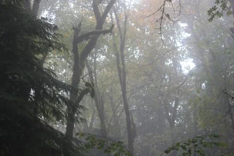 Fog in the Forest Stock Photos