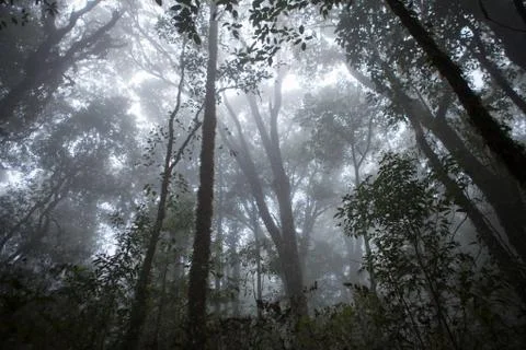 Fog in the forest Stock Photos