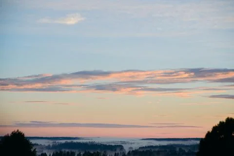 Fog in the forest Stock Photos