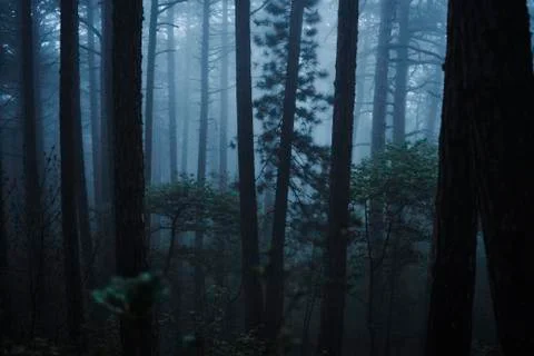 Fog in forest 스톡 사진