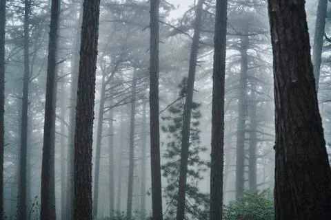 Fog in forest Stock Photos