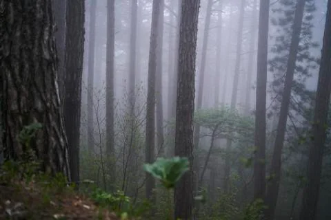 Fog in forest Stock Photos