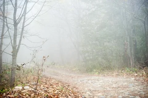 Fog in the forest Stock Photos