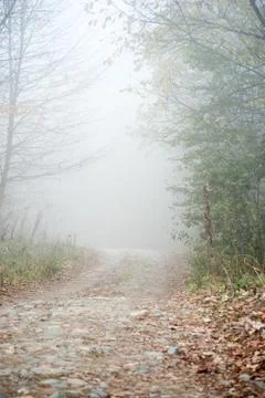 Fog in the forest Stock Photos