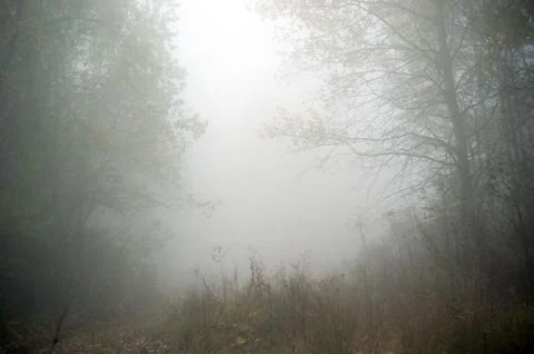 Fog in the forest Stock Photos
