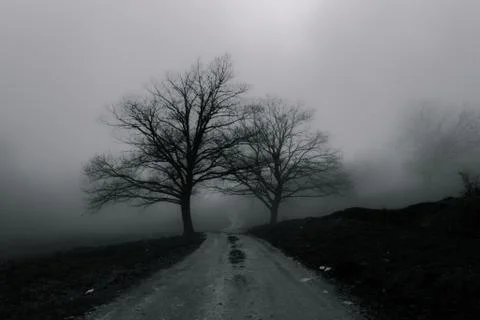 Fog in the forest Stock Photos