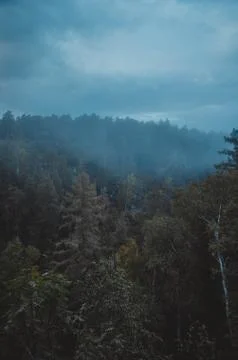 Fog in the forest Stock Photos