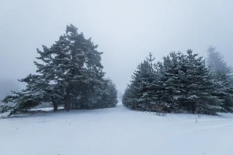 Fog in the forest. Stock Photos