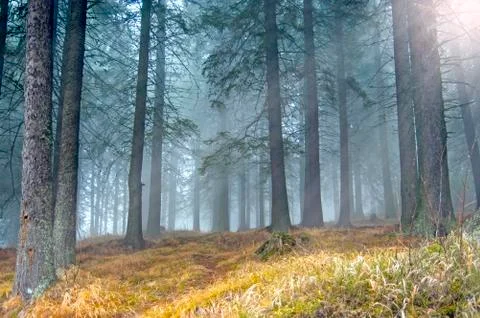Fog in forest Stock Photos