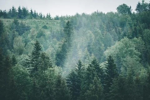 Fog in the forest Stock Photos