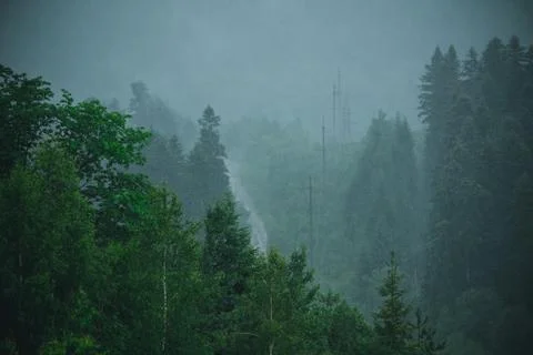 Fog in the forest Stock Photos