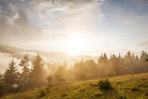 Fog in the forest. Stock Photos
