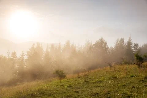 Fog in the forest. Stock Photos