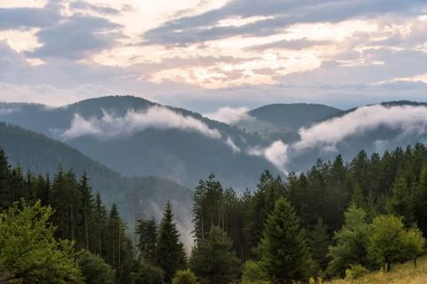 Fog in the forest. Foto stock