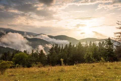 Fog in the forest. Stock Photos