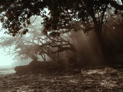 Fog in the forest Fotos Stock