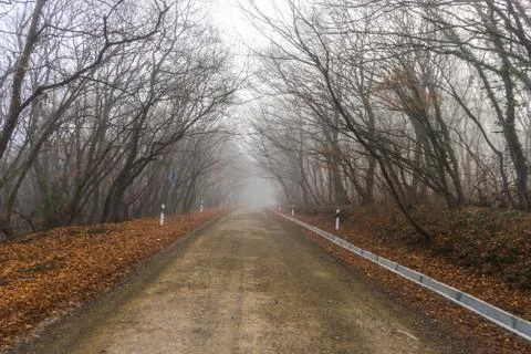 Fog in the forest Stock Photos