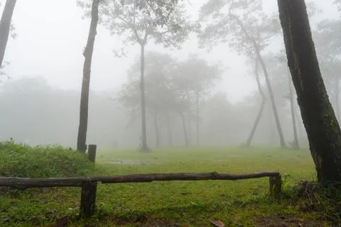 Fog in the forest Stock Photos