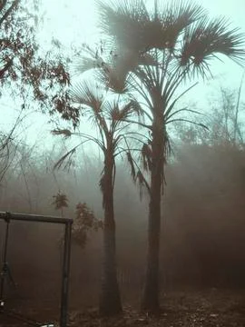 Fog in the forest Fotos Stock