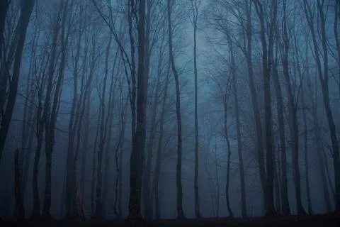 Fog in the forest Foto stock