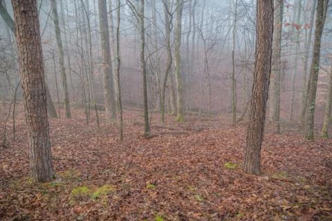Fog in the forest Stock Photos