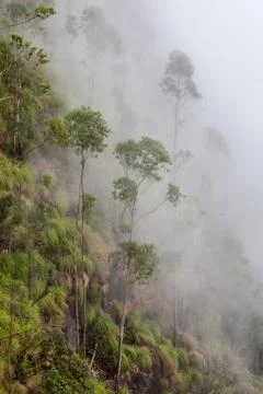 Fog in the forest Stock Photos