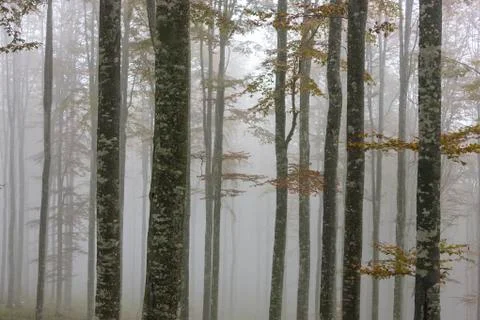 Fog in the forest Stock Photos