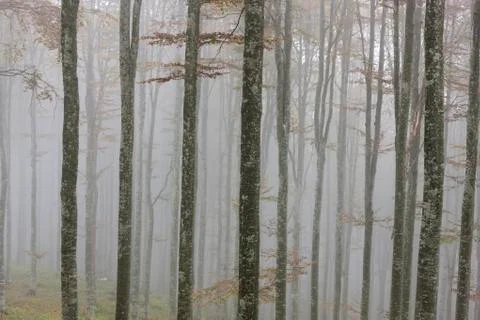 Fog in the forest Stock Photos