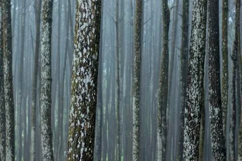 Fog in the forest Foto stock