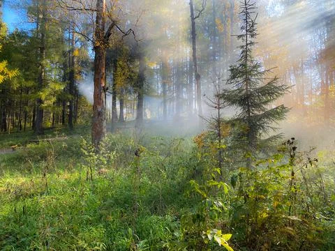 Fog in the forest. 写真素材