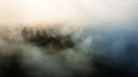 Fog in a forest Stock Photos